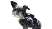 Low Maintenance Waterproof Mini Pet Tracker GSM GPS Realtime Tracking Size:L